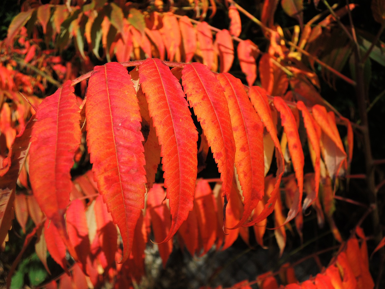 紅金龍魚(yú)壽命多長(zhǎng)時(shí)間（紅金龍魚(yú)壽命多長(zhǎng)時(shí)間能長(zhǎng)大） 白子銀龍苗（黃化銀龍苗） 第5張