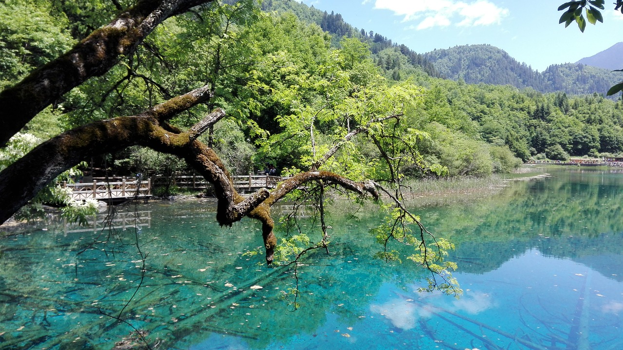 浮梁縣鵝湖鎮(zhèn)農(nóng)龍黃鱔養(yǎng)殖場（浮梁縣鵝湖鎮(zhèn)農(nóng)龍黃鱔養(yǎng)殖場地址） 全國水族館企業(yè)名錄 第1張