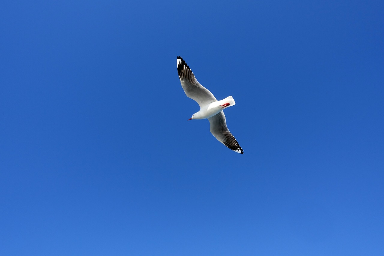 非洲鳳凰魚如何區(qū)分公母，非洲鳳凰幼魚怎么區(qū)分公母 養(yǎng)魚知識 第3張