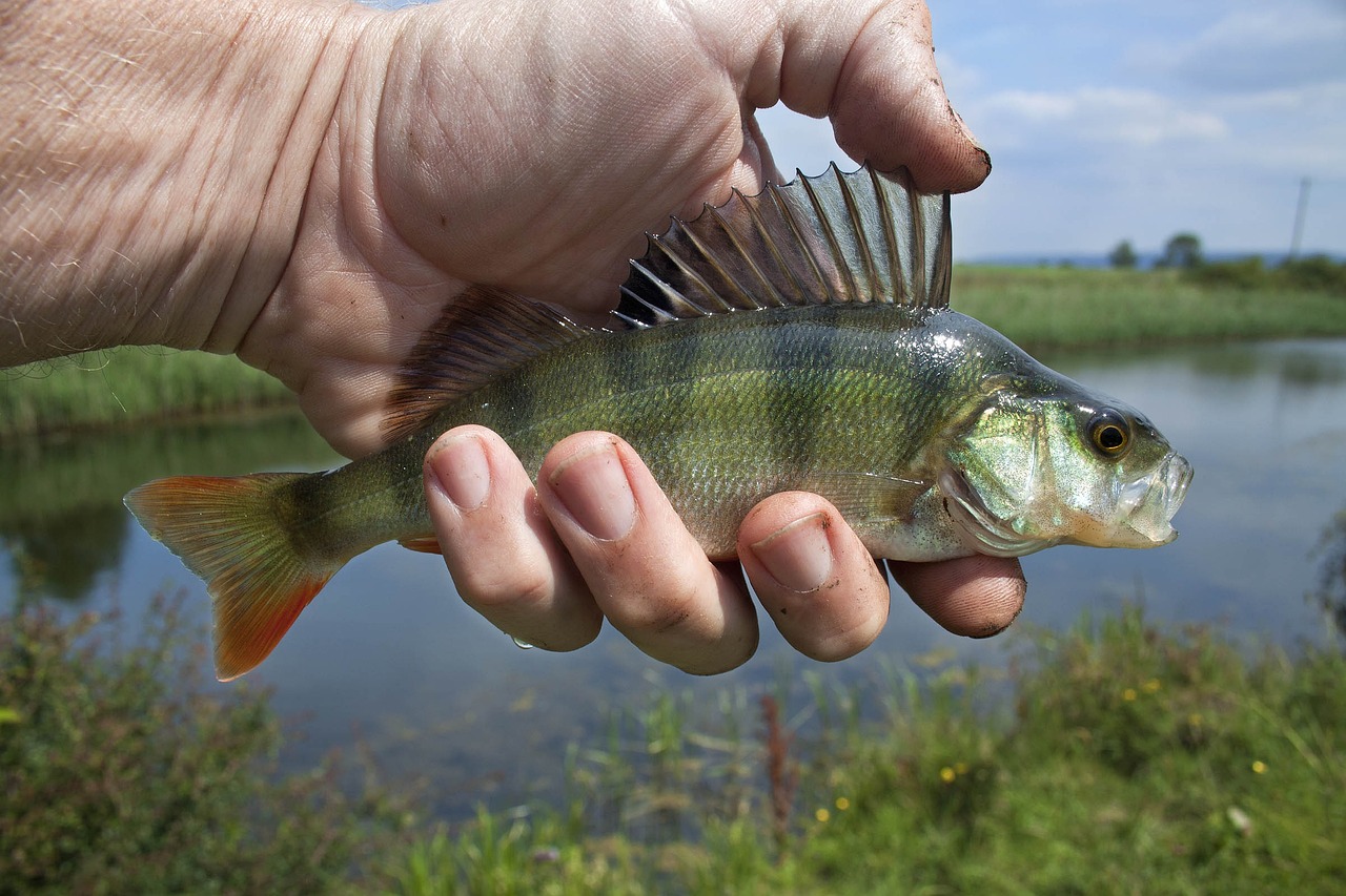 魔鬼魚又叫什么魚是淡水扁的那種（魔鬼魚是淡水魚還是海水魚） 海水魚 第2張