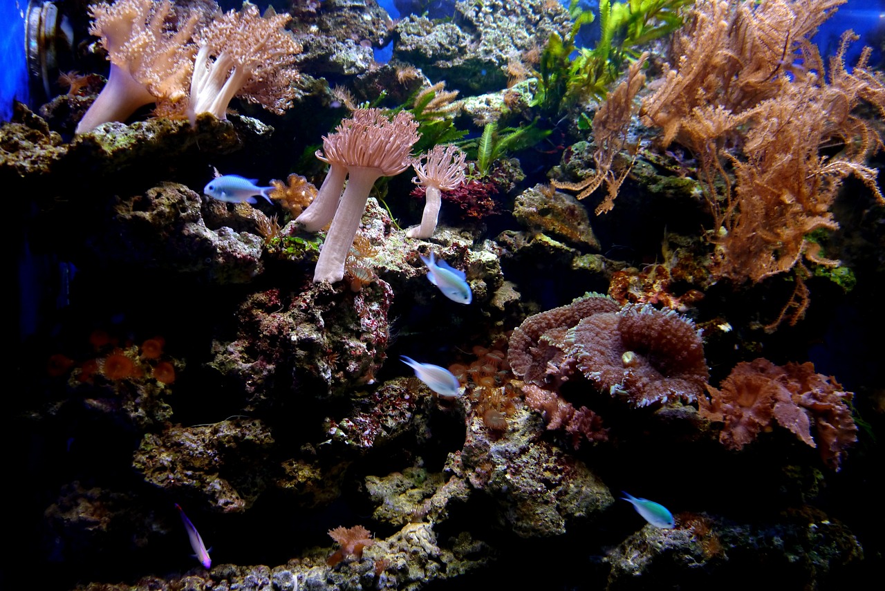 一眉道人魚的辨別野生一眉道人魚的辨別野生與人工的區(qū)別，一眉道人魚怎么分公母 一眉道人魚 第3張