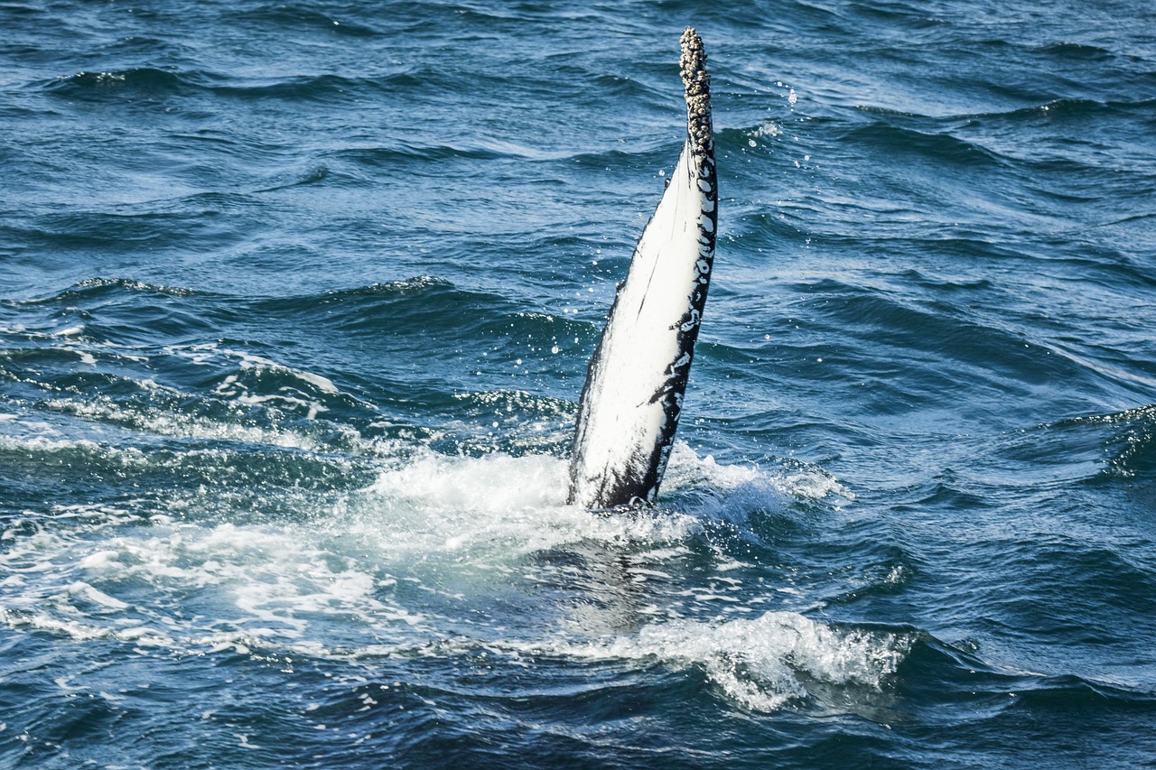 弋江區(qū)親吻觀賞魚館（弋江區(qū)親吻觀賞魚館地址） 全國水族館企業(yè)名錄 第4張