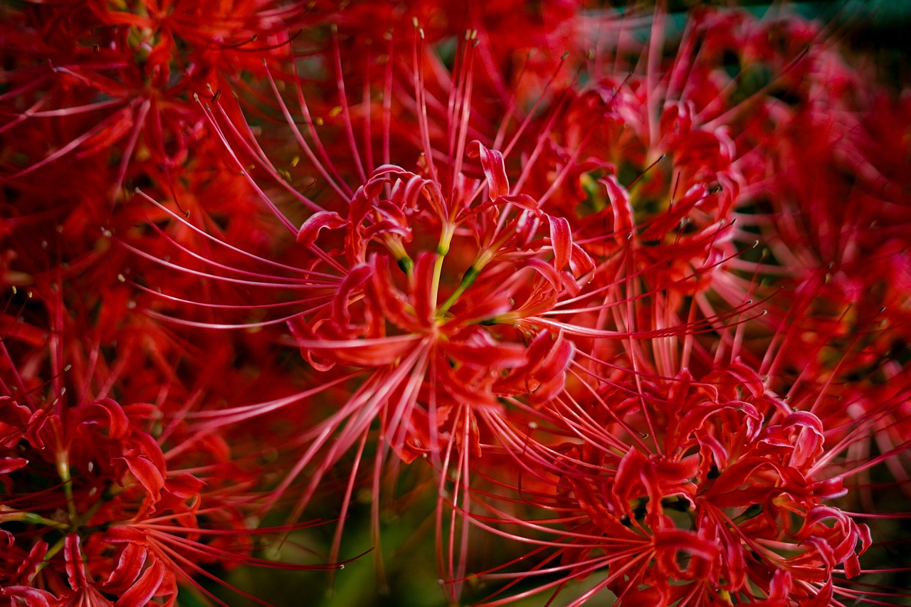 紅老虎魚學(xué)名（老虎魚百科）