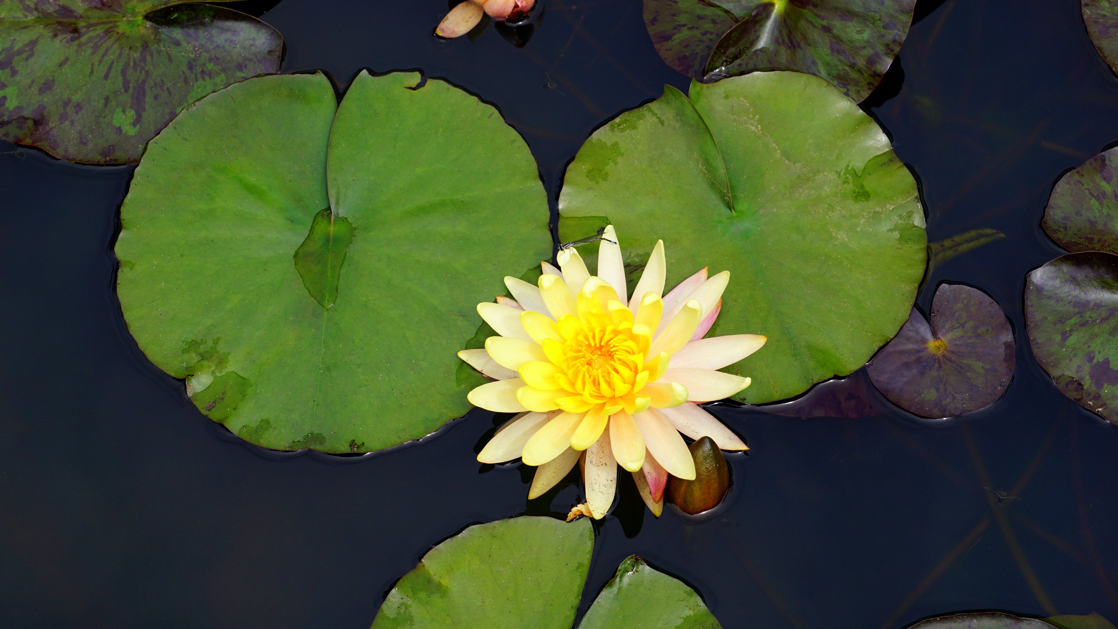 魚(yú)缸里的水變黃,但很清，魚(yú)缸水黃但是很清 養(yǎng)魚(yú)知識(shí) 第5張