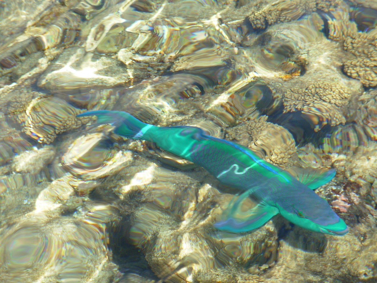 雷龍魚(yú)混養(yǎng)埃及（埃及魚(yú)可以和什么魚(yú)混養(yǎng)） 黃金夢(mèng)幻雷龍魚(yú) 第1張