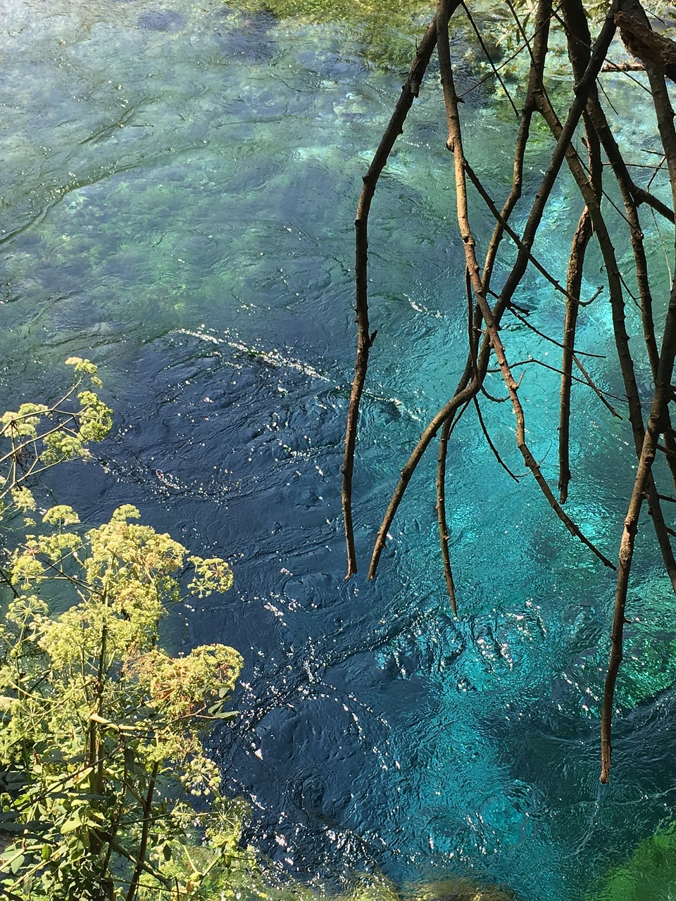 魚缸青苔太多對魚有影響嗎的簡單介紹 養(yǎng)魚知識 第1張