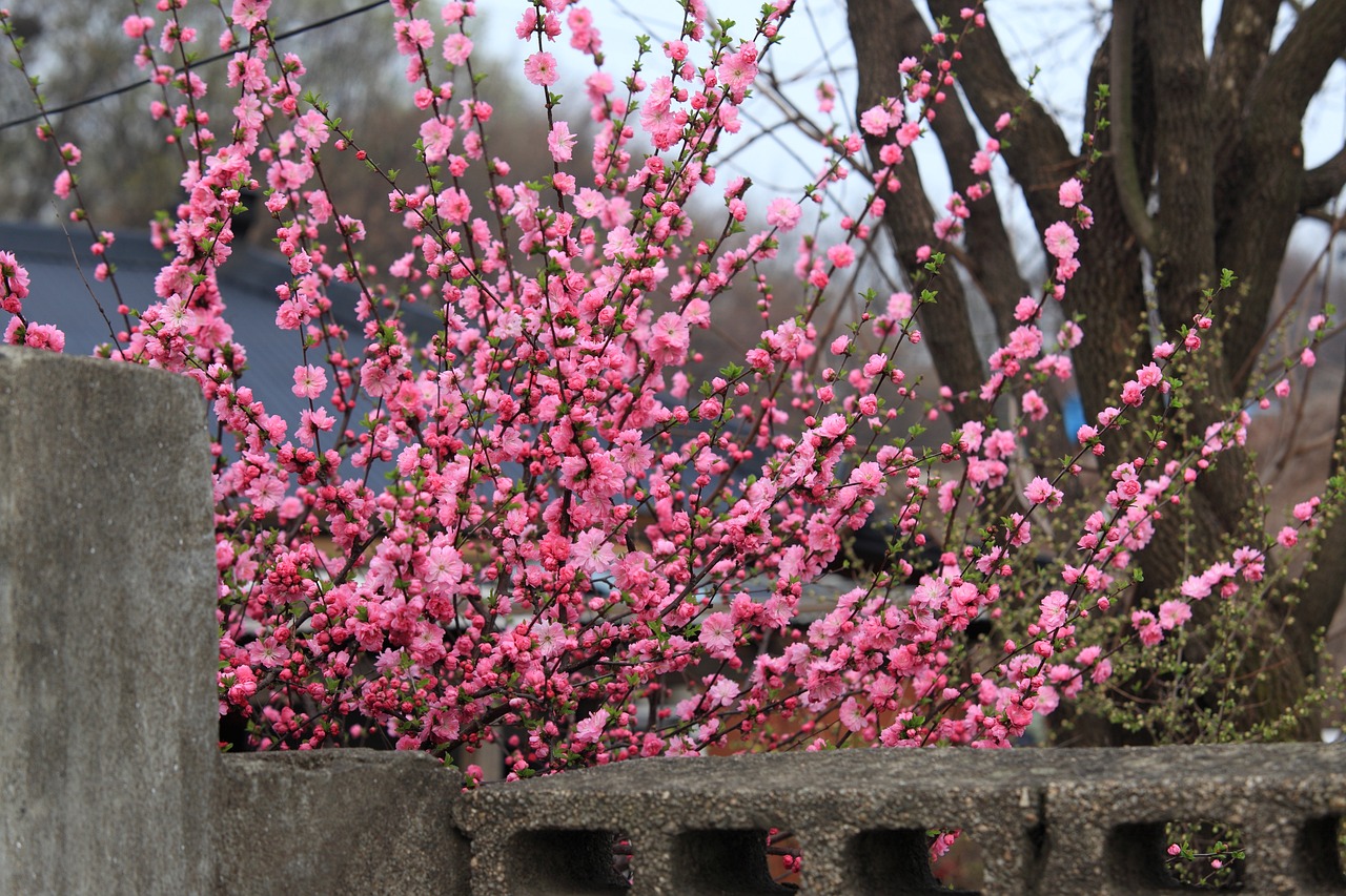 銀川市金鳳區(qū)花語(yǔ)小鎮(zhèn)鮮花坊（銀川市金鳳區(qū)花語(yǔ)小鎮(zhèn)鮮花坊電話號(hào)碼）