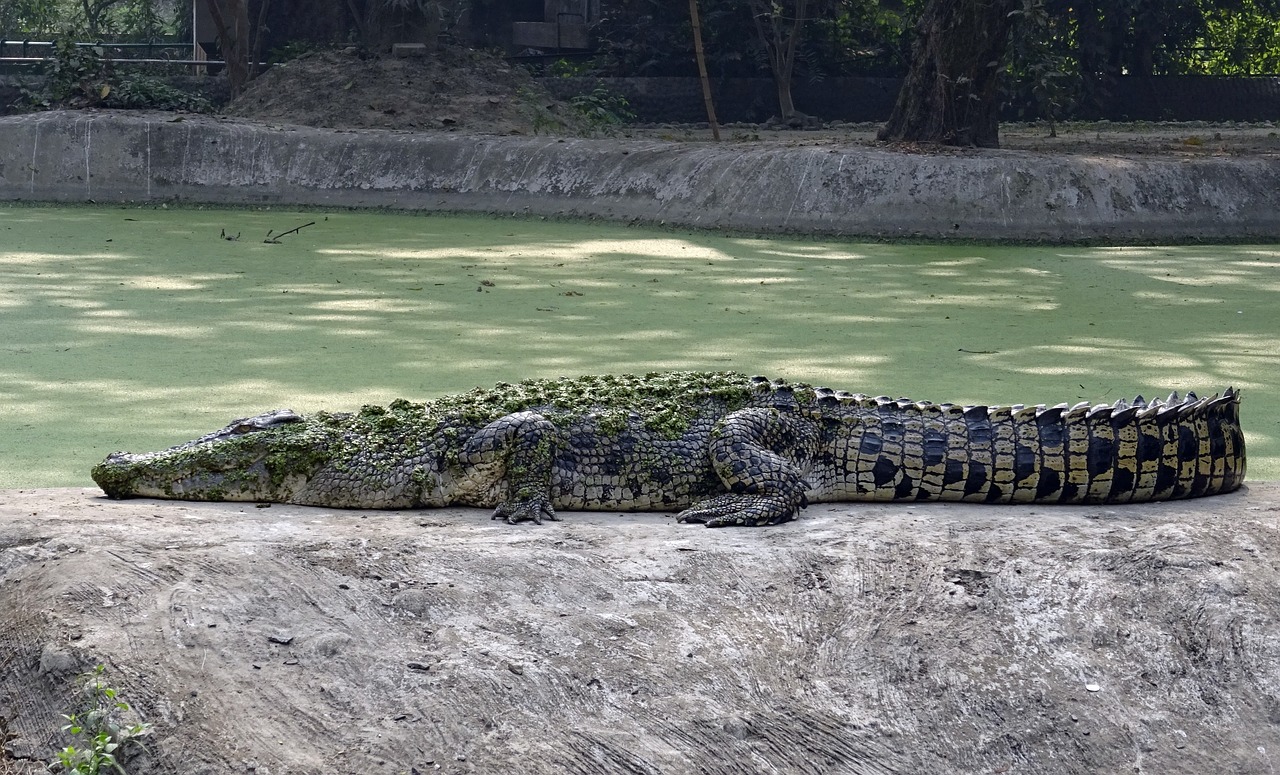 龍魚的價(jià)格是多少錢一條，龍魚市場(chǎng)價(jià)多少錢一條 養(yǎng)魚知識(shí) 第4張