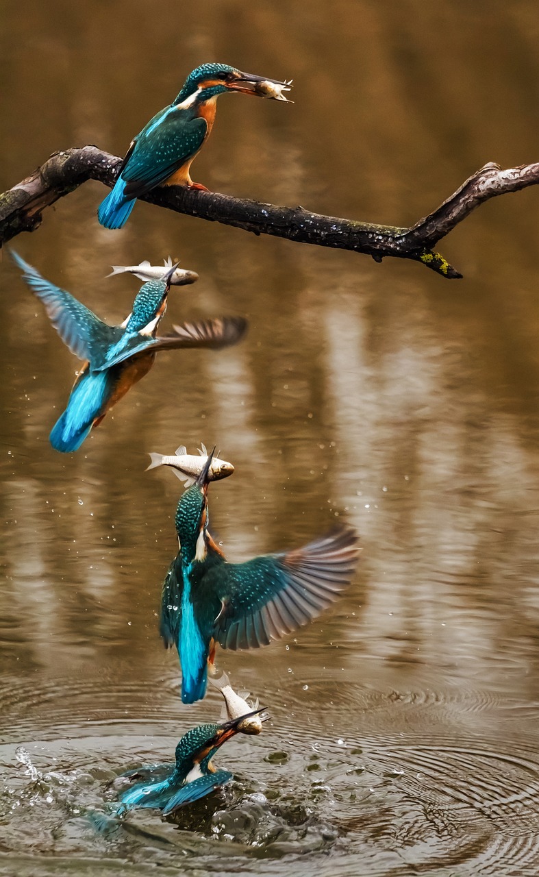 造景魚缸圖片效果圖欣賞大全集，造景魚缸注意事項(xiàng) 養(yǎng)魚知識(shí) 第5張