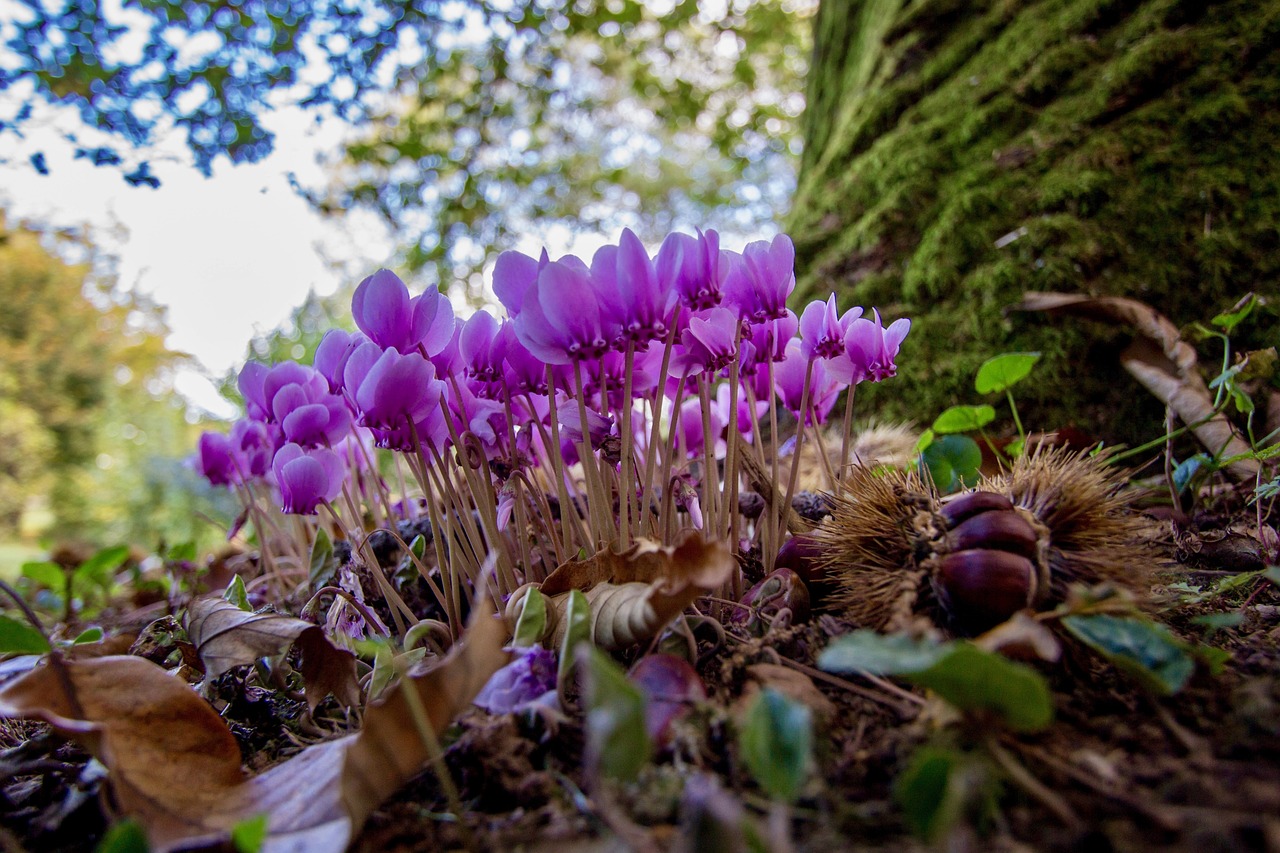 集賢縣鑫鑫百花居鮮花盆景店