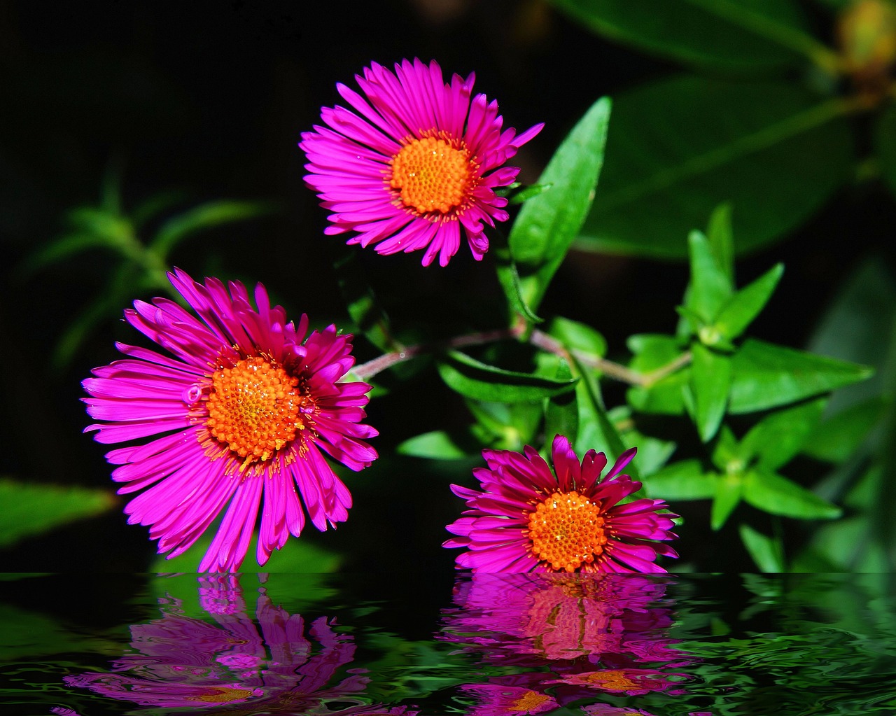 咸陽芳緣花卉有限公司（咸陽芳緣花卉有限公司電話）