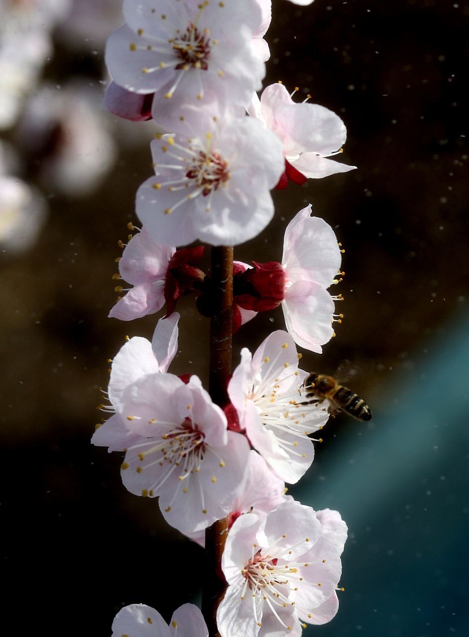 惠農(nóng)區(qū)龍藝花都花卉銷售部 全國水族館企業(yè)名錄 第1張