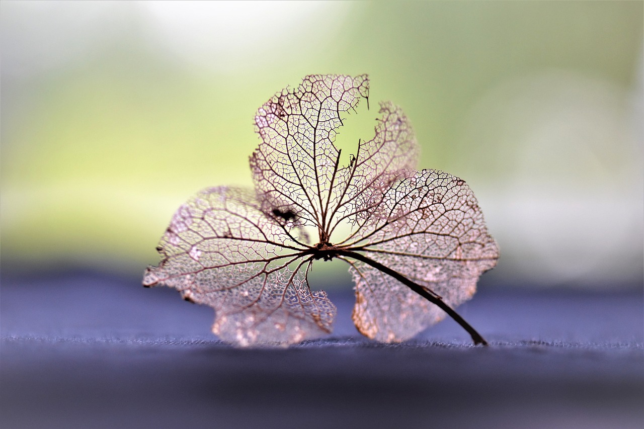 鮮花如何做成干花（鮮花如何做成干花標(biāo)本）