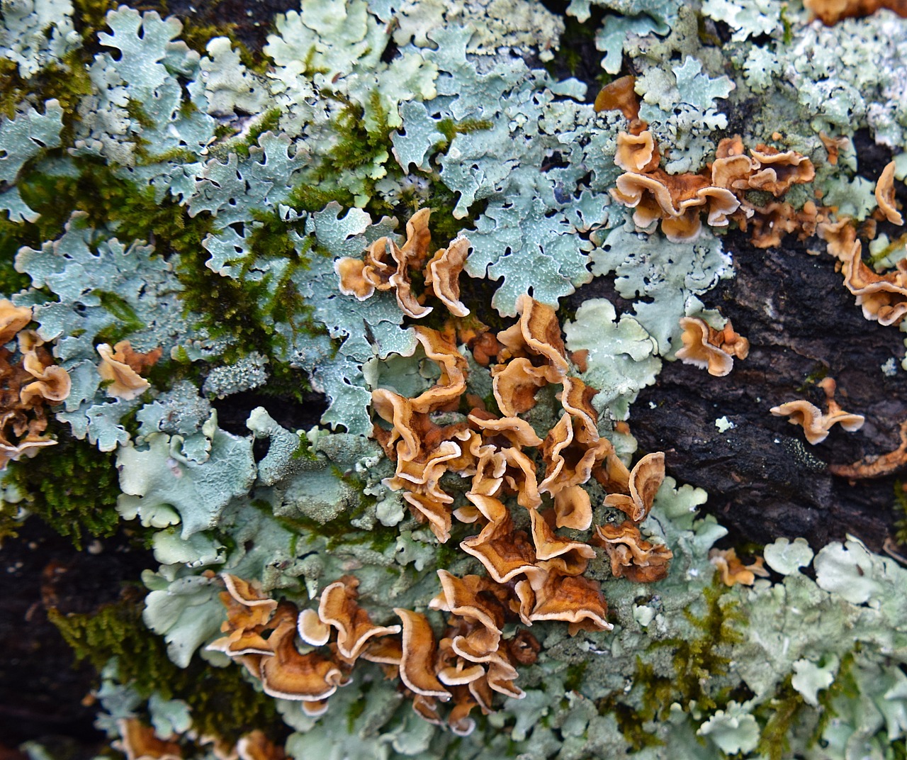 廢舊大魚缸改造養(yǎng)植物好嗎圖片（廢舊大魚缸改造養(yǎng)植物好嗎圖片大全）