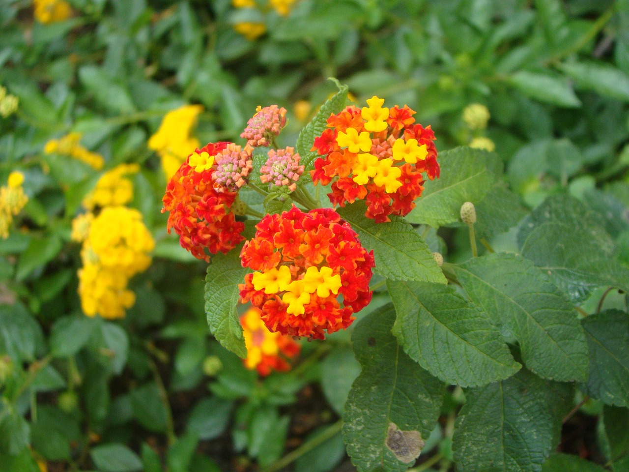 惠農區(qū)花之緣花卉店（惠農區(qū)花之緣花卉店地址） 全國水族館企業(yè)名錄 第3張