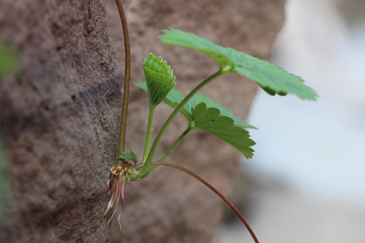 魚缸水里長青苔怎么祛除（魚缸里面長青苔了怎么辦）