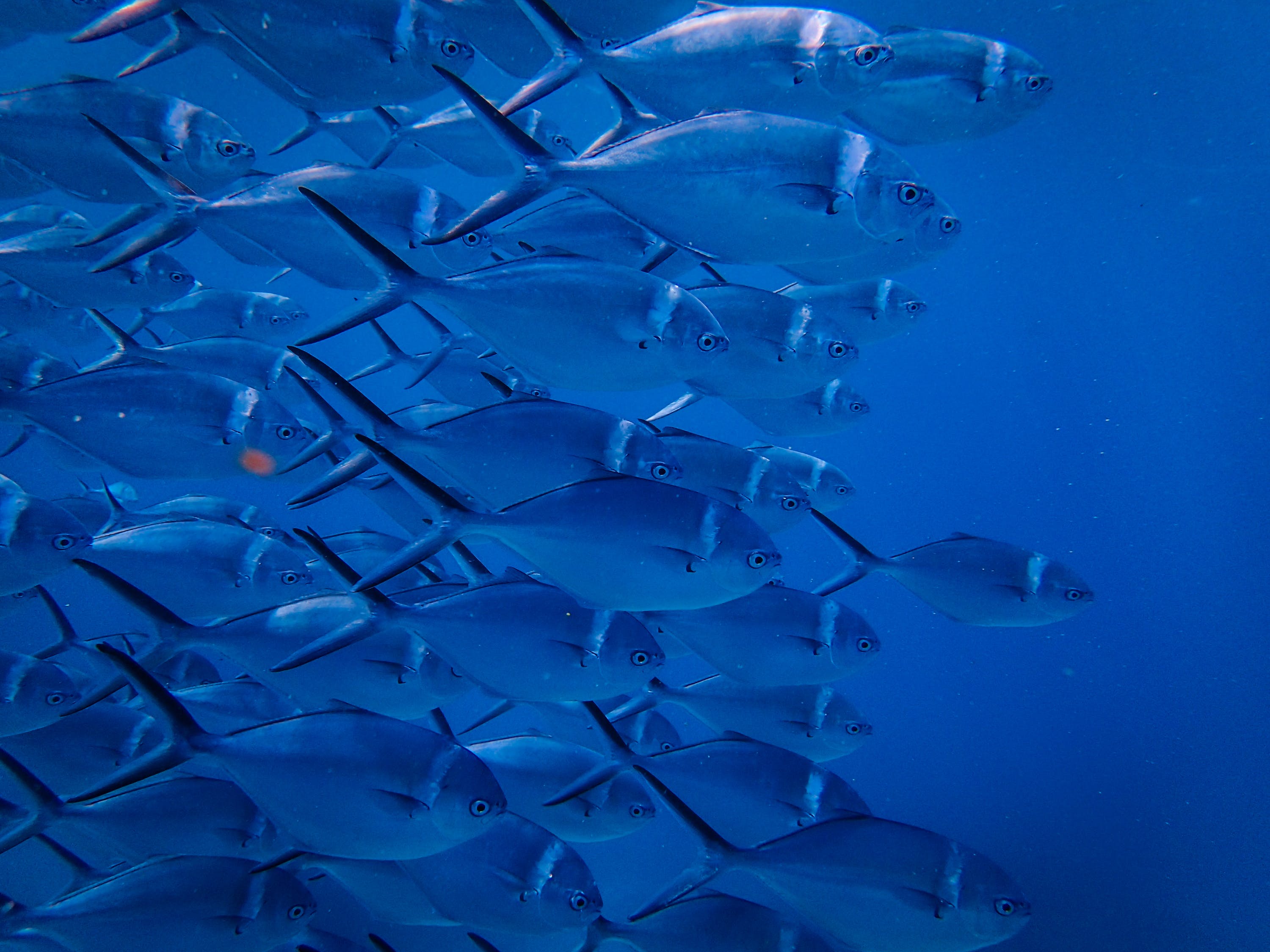 銀龍魚(yú)拉屎拉出一條黃線是什么，銀龍魚(yú)拉屎拉出一條黃線是什么原因 銀龍魚(yú)百科 第1張