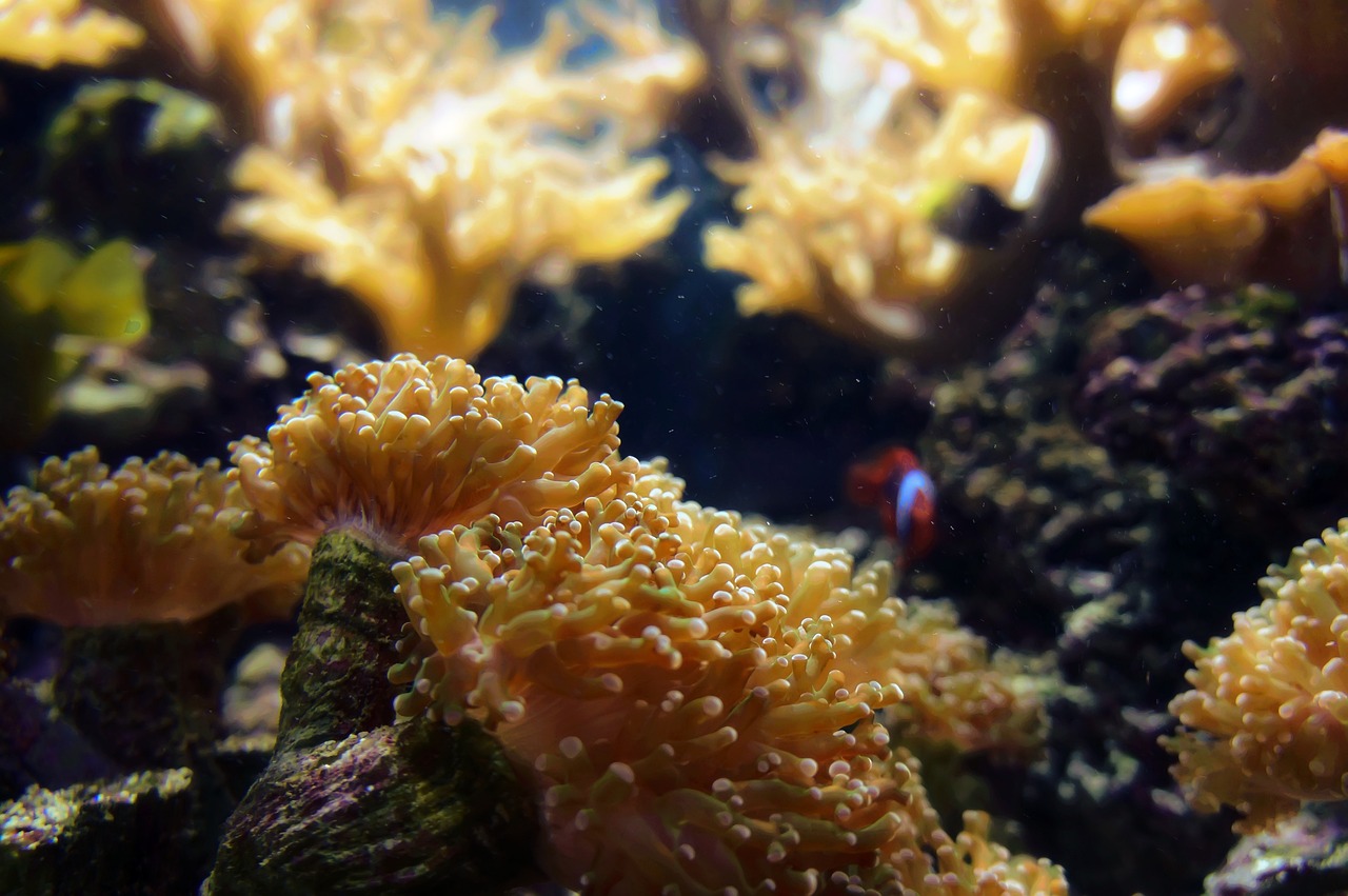 石嘴山水族館會玩