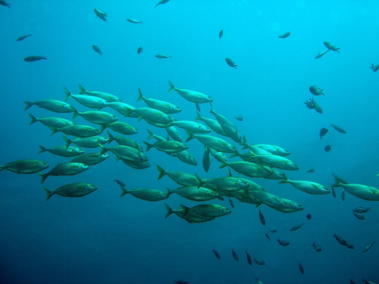 金龍魚父親孵化魚（金龍魚父親孵化魚視頻） 觀賞魚 第3張