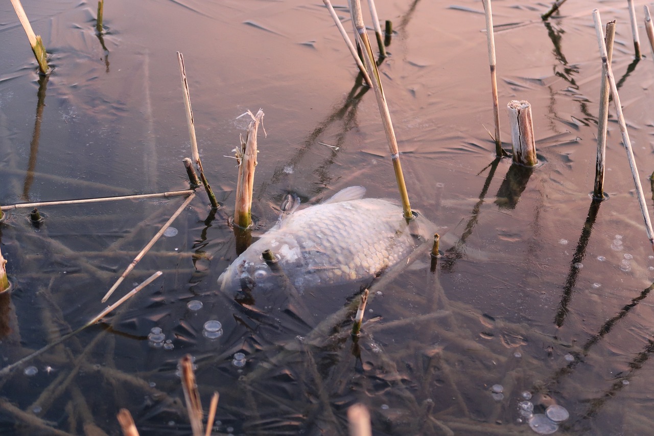 魚(yú)缸菌膜對(duì)魚(yú)有危害嗎（魚(yú)缸菌膜對(duì)魚(yú)有危害嗎視頻）