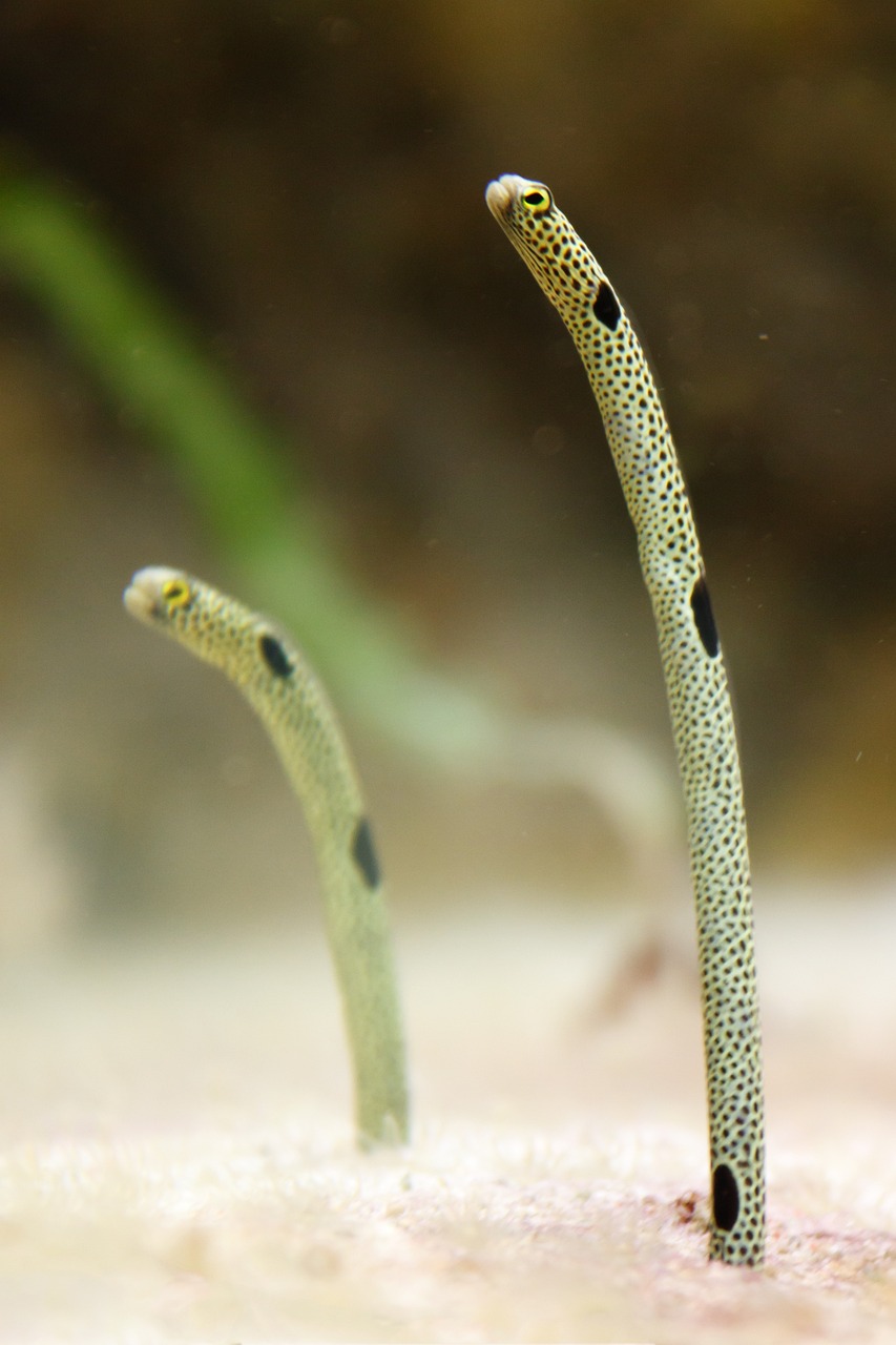 雷龍魚鉆進(jìn)沙子里會(huì)死嗎，雷龍魚挖沙 養(yǎng)魚知識(shí) 第3張