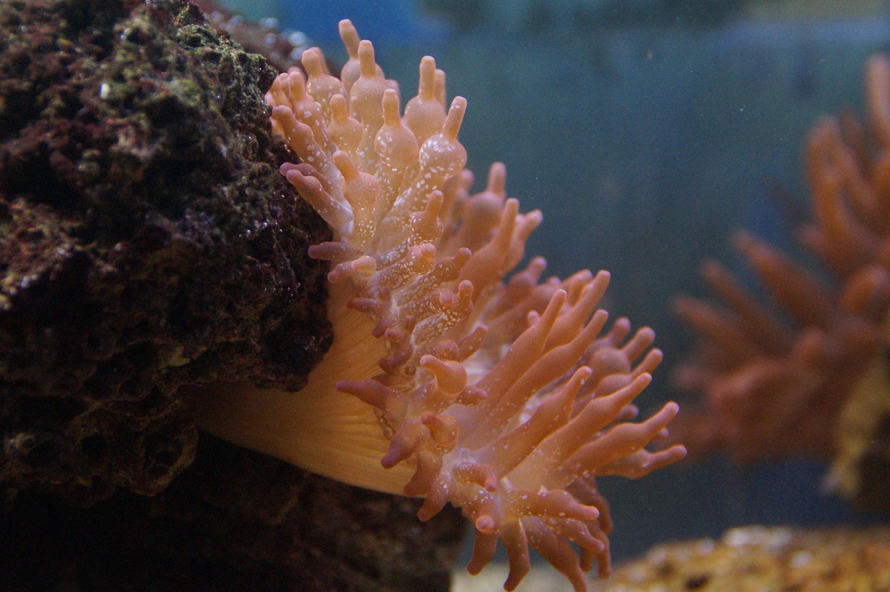 北京玉泉營海夢水族箱經(jīng)營部（北京海水魚水族） 海水魚 第3張