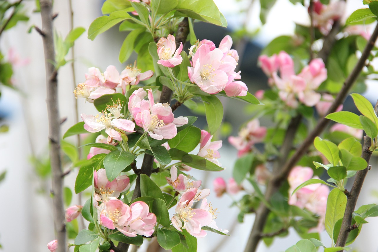 西安市碑林區(qū)清風(fēng)花卉經(jīng)銷部