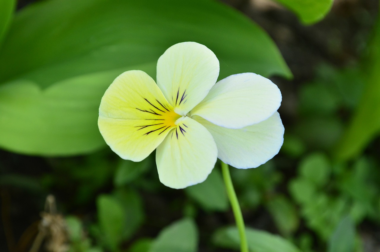 西安市碑林區(qū)清風(fēng)花卉經(jīng)銷部