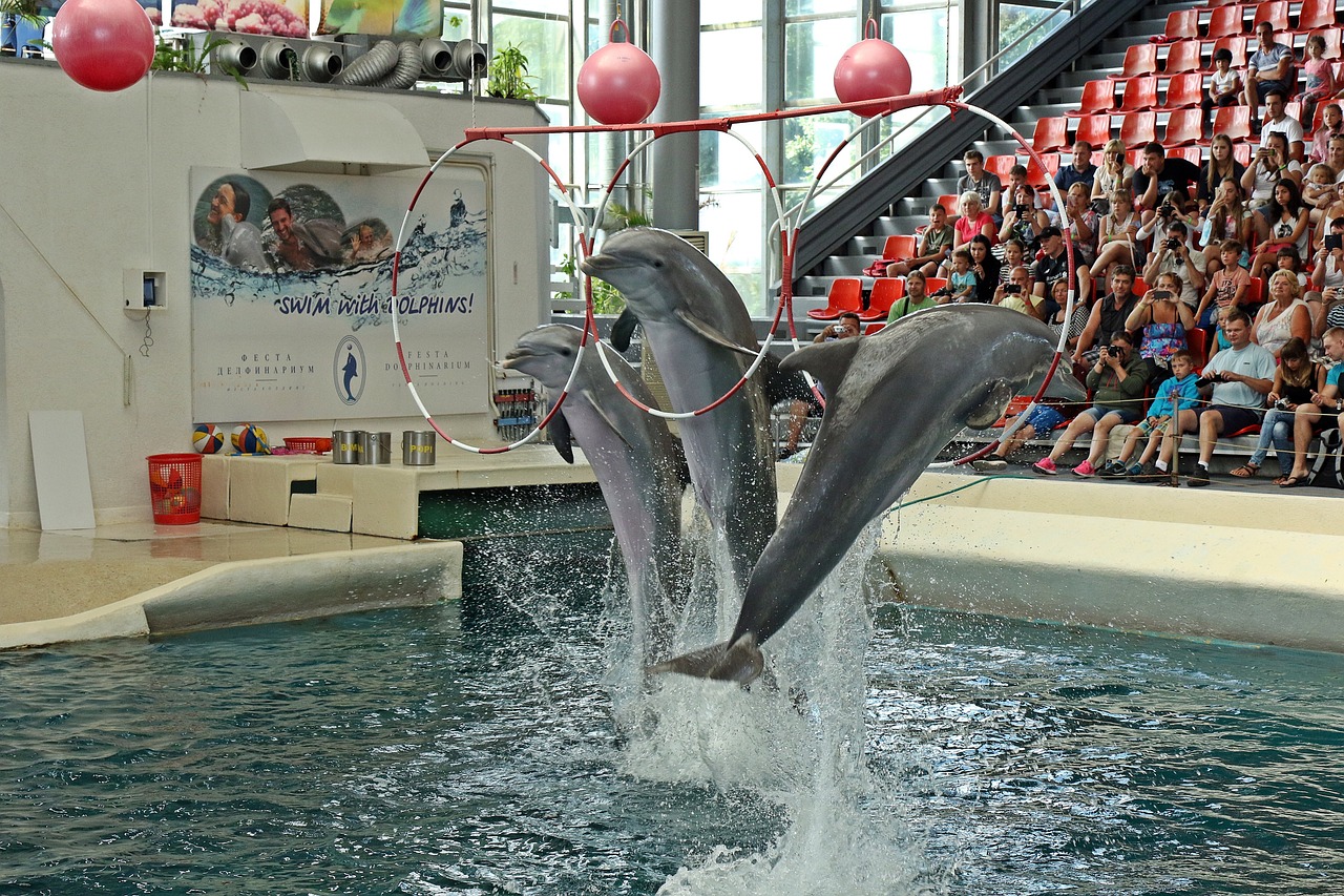 洛陽(yáng)水族館（洛陽(yáng)水族館是海洋館么）