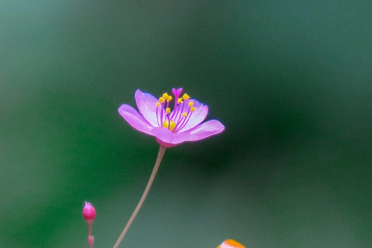 馬鞍山市花山區(qū)春蕾花卉中心（馬鞍山市花山區(qū)春蕾花卉中心地址）