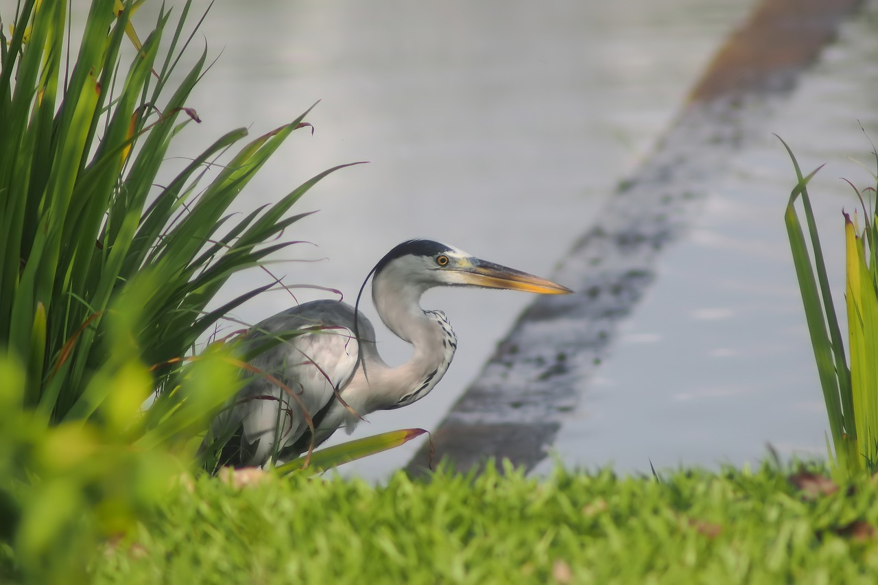 伊川縣鳥魚大世界（魚鳥河游樂園電話） 全國水族館企業(yè)名錄 第1張