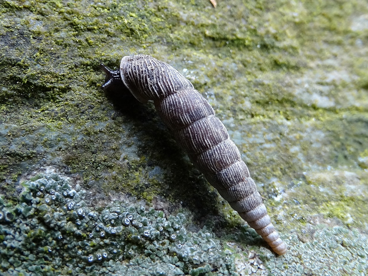 黑背景下的藍(lán)底過背金龍魚（藍(lán)底過背16公分金龍魚飼養(yǎng)技巧）