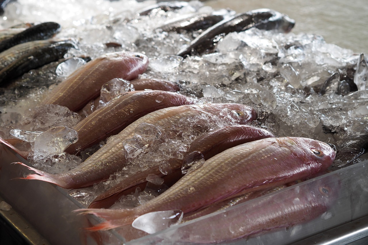 龍魚和什么魚混養(yǎng)最好看圖片對比（龍魚和什么魚混養(yǎng)最好看圖片對比大全）