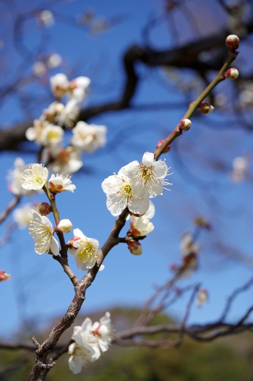 丹鳳縣棣花鎮(zhèn)觀賞魚批銷部（丹鳳花卉市場(chǎng)） 全國(guó)水族館企業(yè)名錄 第4張