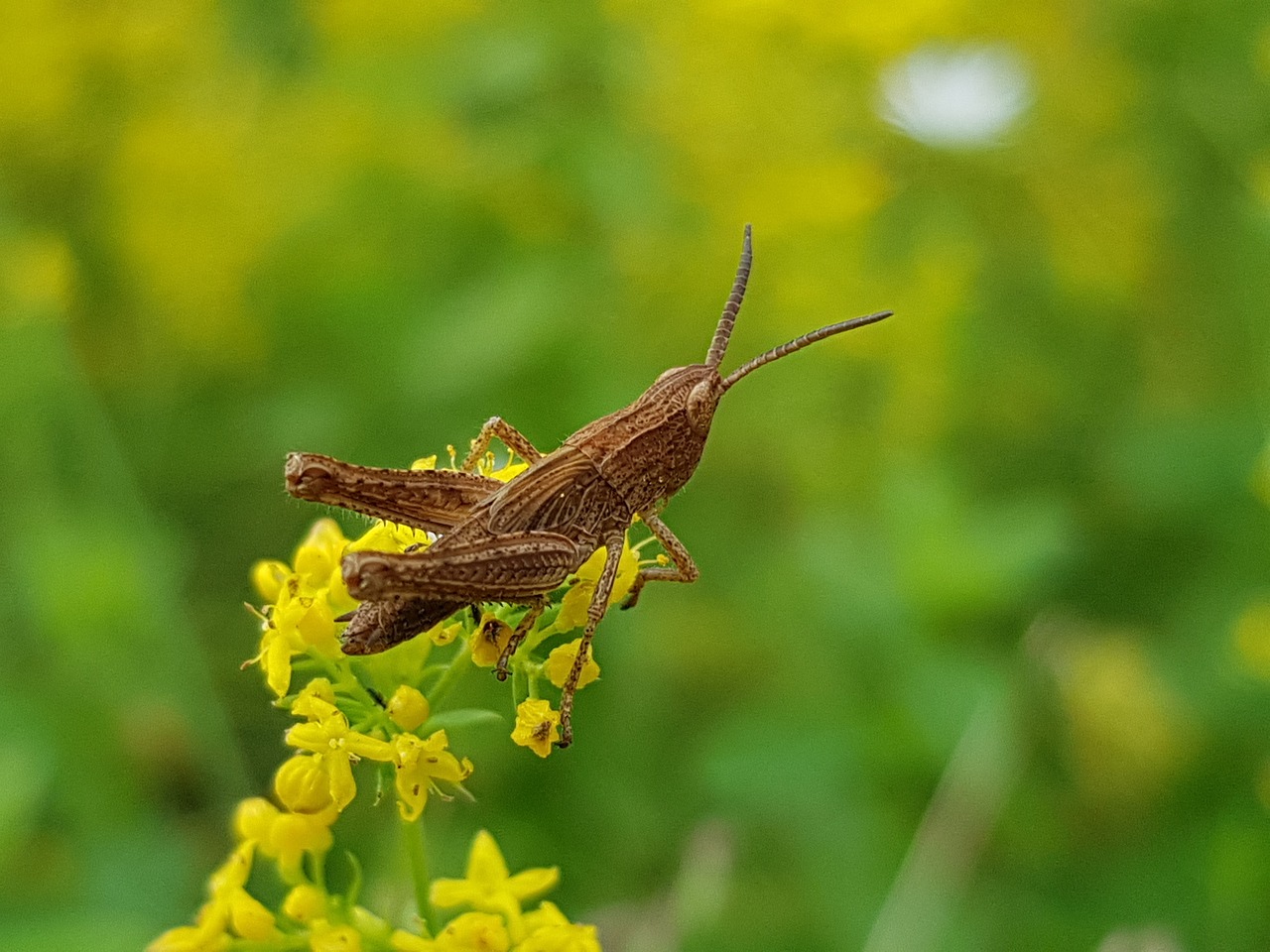 廣州芳村花草鳥蟲魚批發(fā)市場(chǎng)在哪里（廣州市花鳥魚蟲批發(fā)市場(chǎng)在哪里）