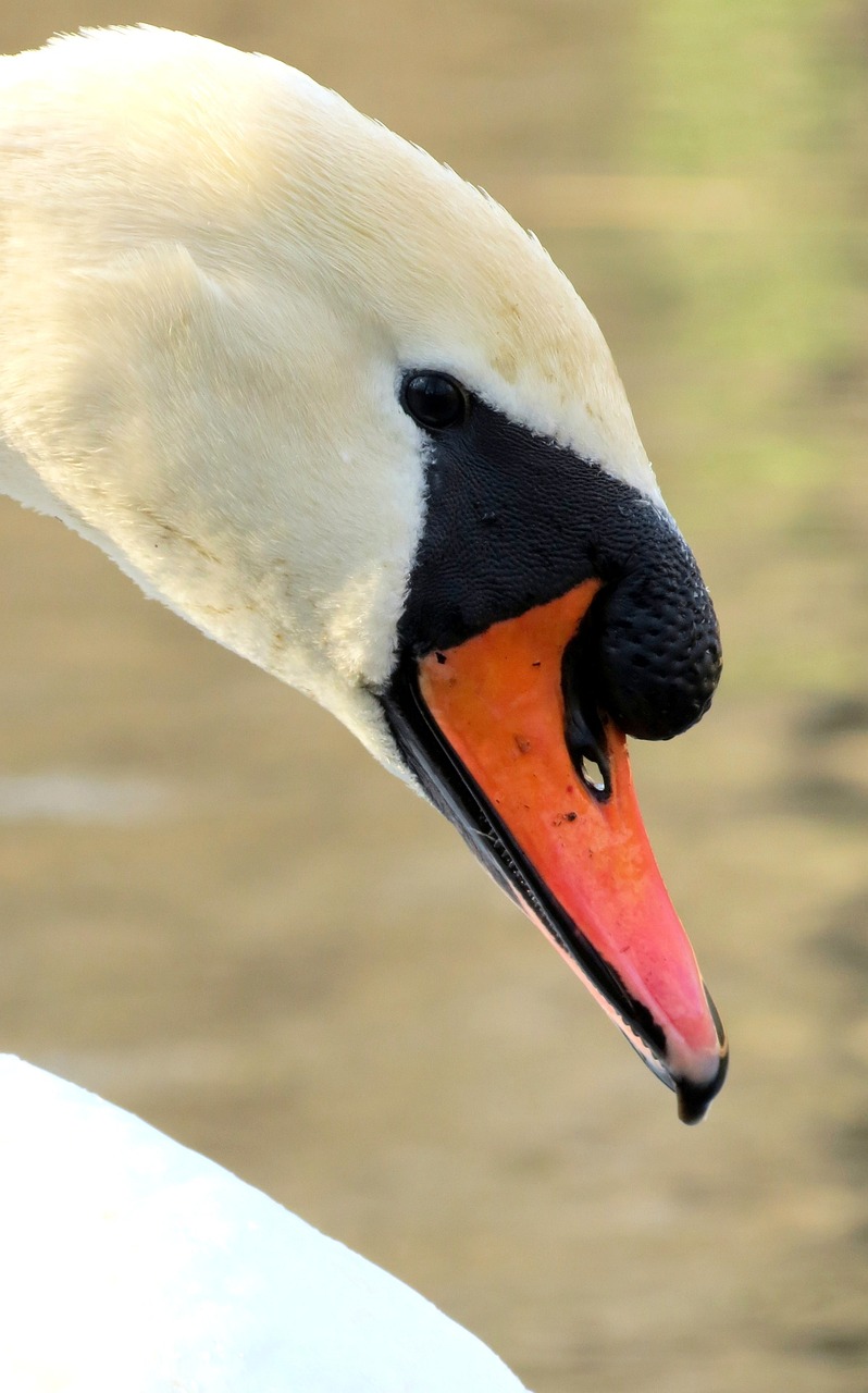 延壽縣曉菊花鳥(niǎo)魚(yú)商店（延壽縣曉菊花鳥(niǎo)魚(yú)商店地址） 全國(guó)水族館企業(yè)名錄 第4張