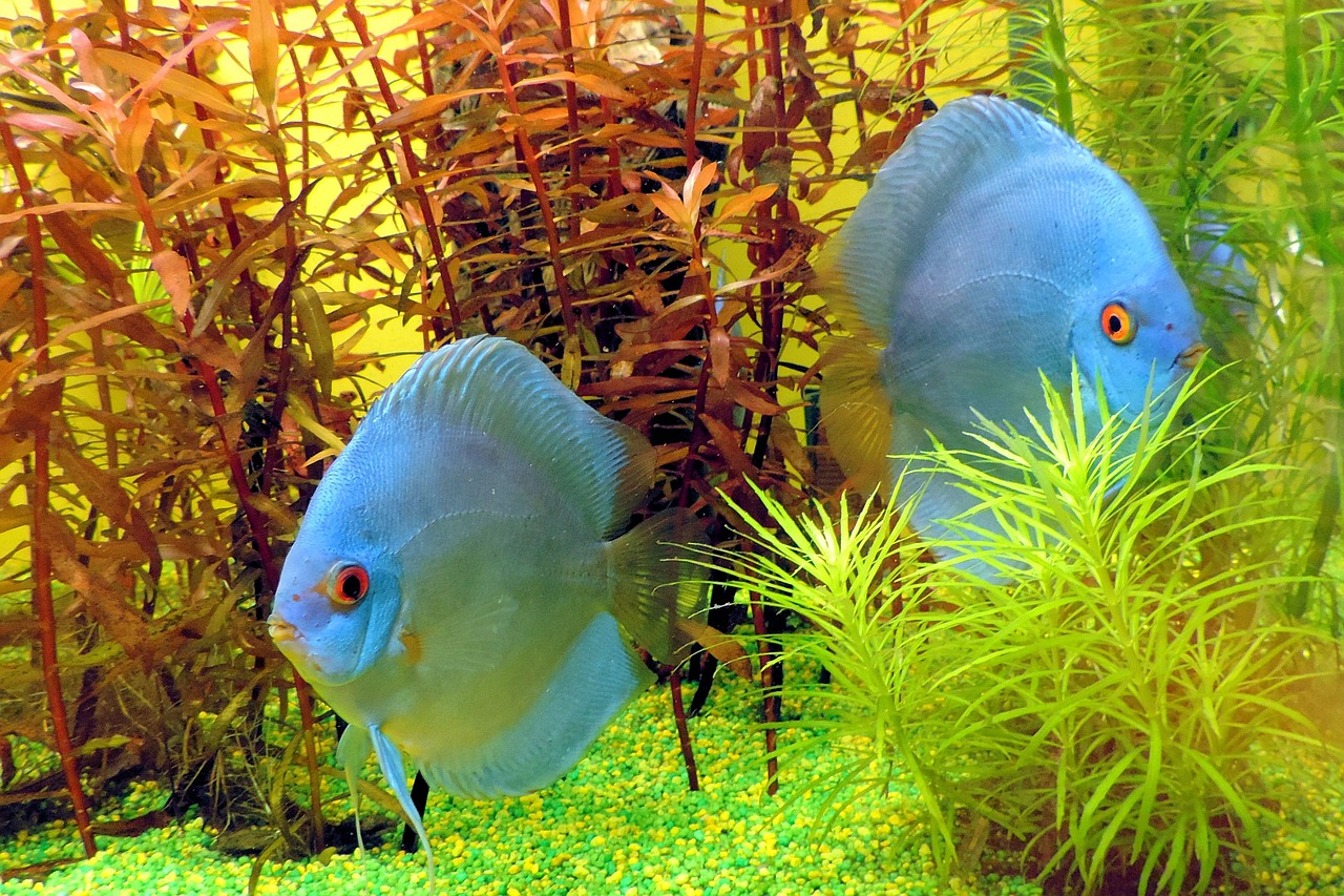 湘西土家族苗族自治州水族館（湘西土家族苗族自治州水族館電話）