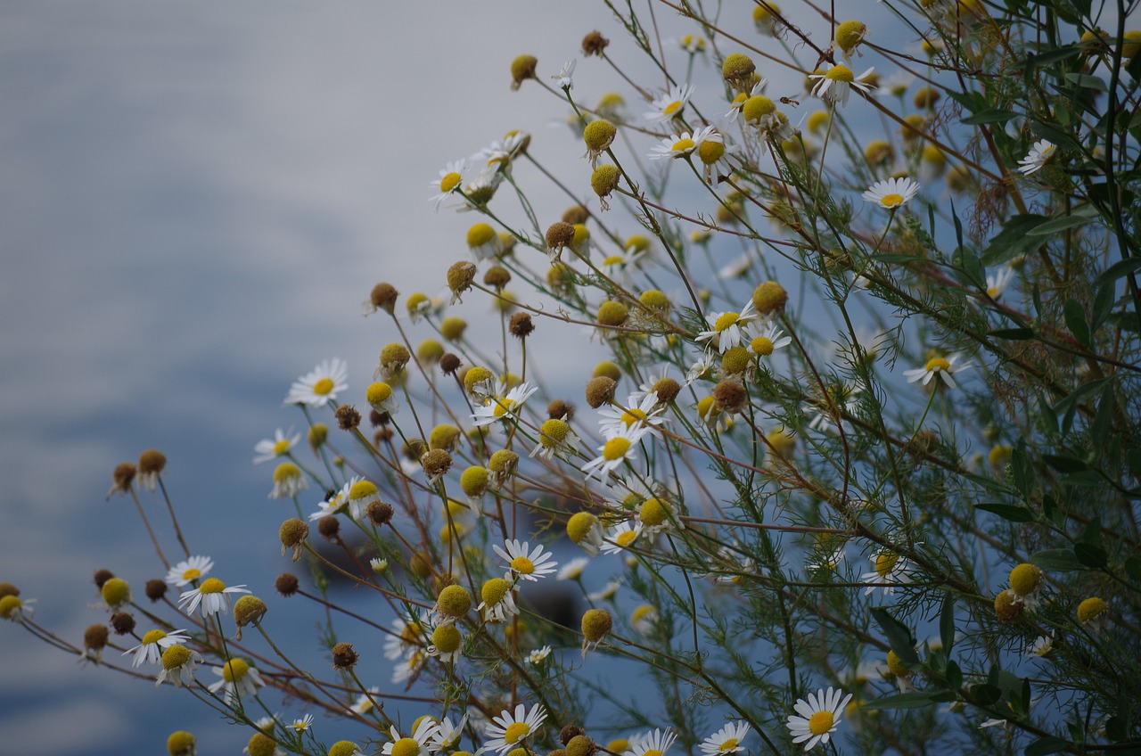 魚缸植物造景圖片大全集簡(jiǎn)單（魚缸植物造景圖片大全集簡(jiǎn)單又漂亮）