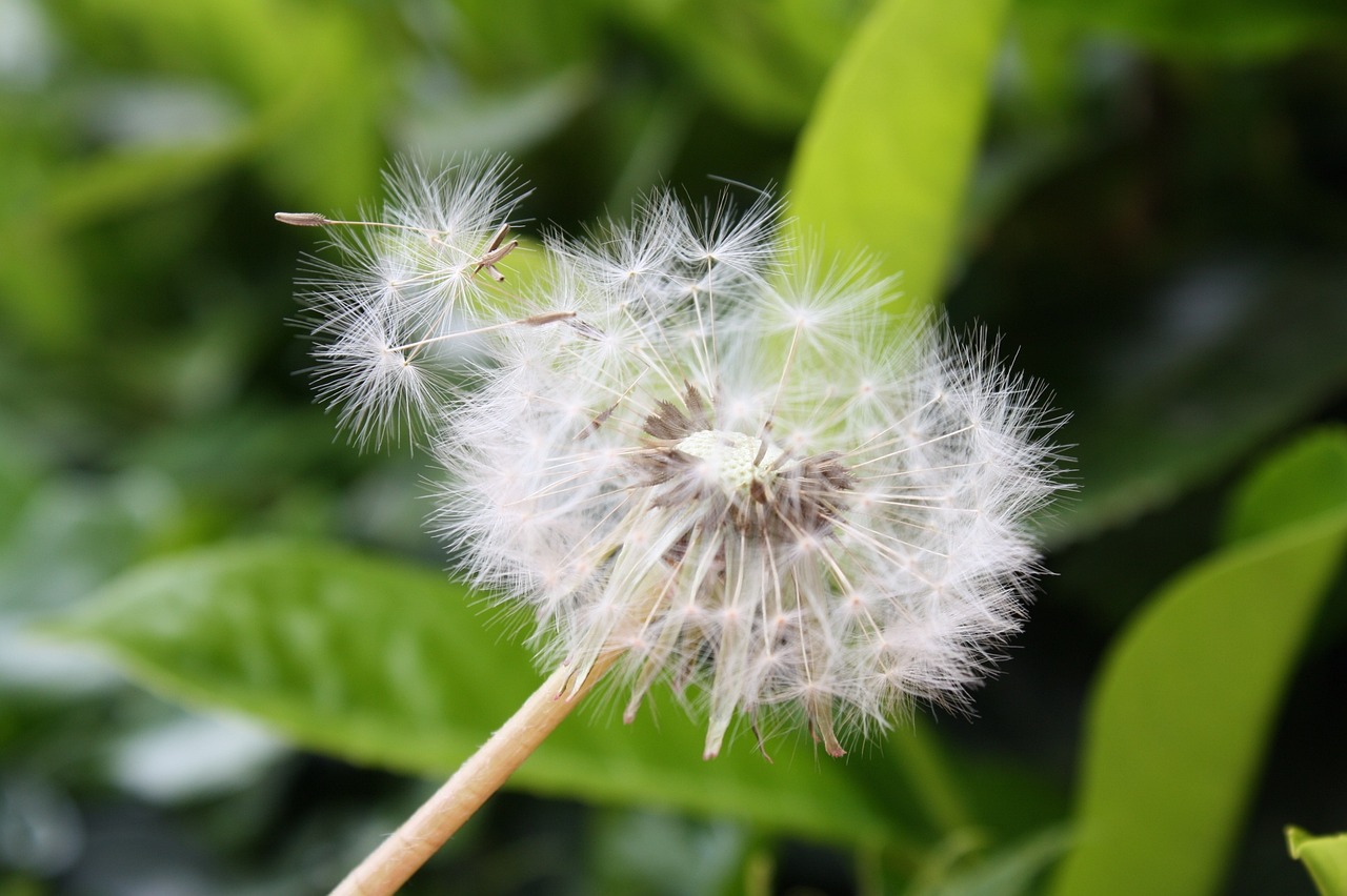 魚缸里的白石子可以養(yǎng)花嗎（白石子能放魚缸里嗎） 黃金達摩魚 第2張