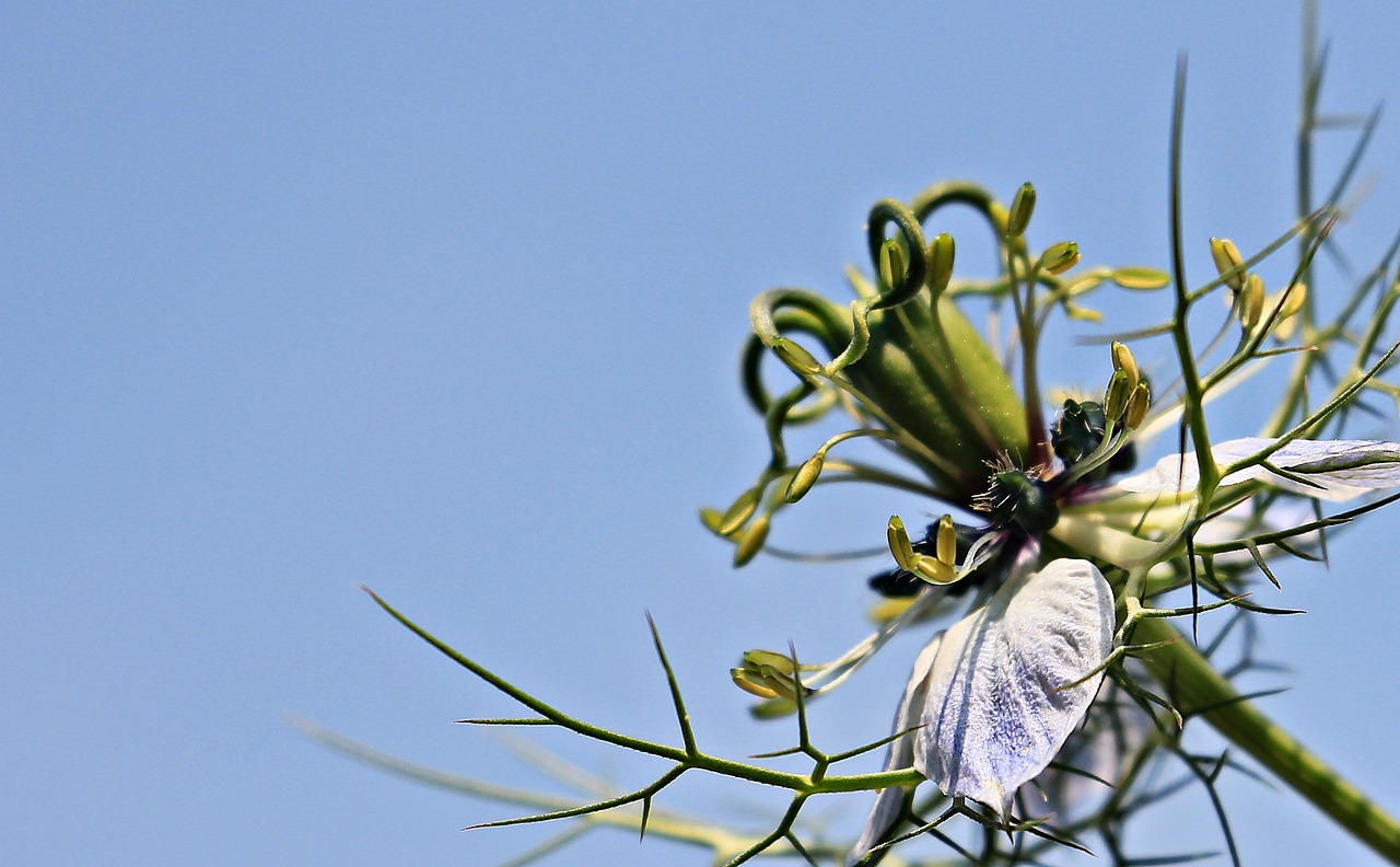 魚缸里的白石子可以養(yǎng)花嗎（白石子能放魚缸里嗎） 黃金達摩魚 第4張