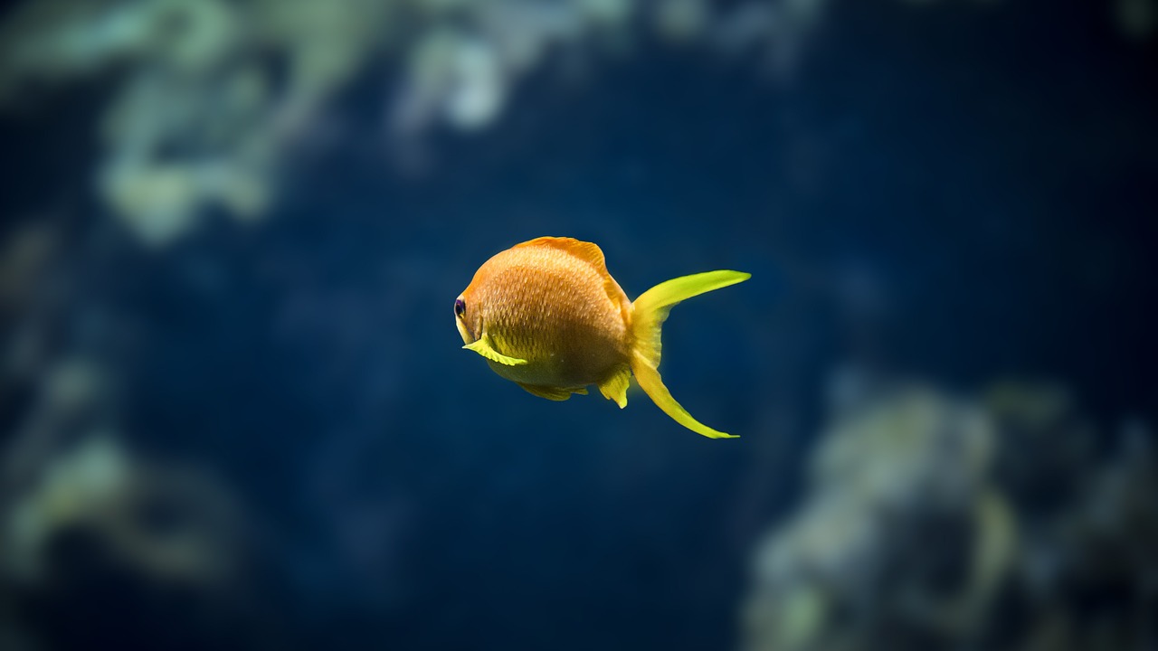 黃色的雷龍魚(yú)（灰色雷龍魚(yú)）