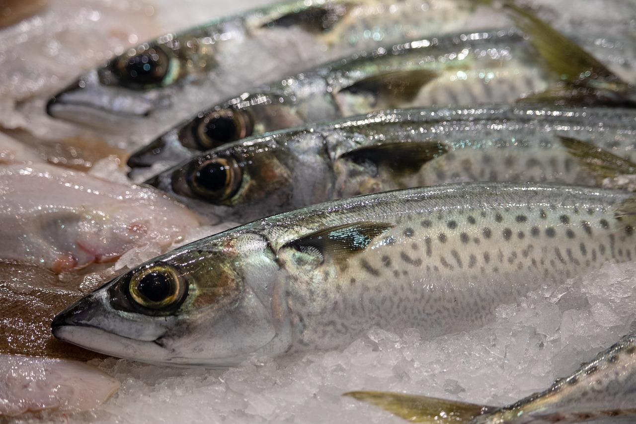 海洋里大鯊魚吃魚視頻大全播放（海洋世界大鯊魚視頻） 元寶鳳凰魚專用魚糧 第1張