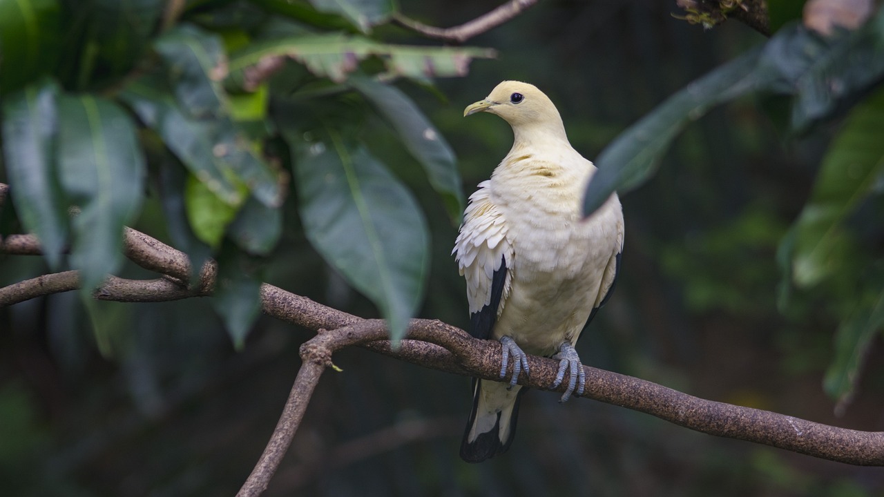 珠海哪里有寵物鳥(niǎo)類賣（珠海哪里有寵物鳥(niǎo)類賣的地方） 南美異型魚(yú) 第3張