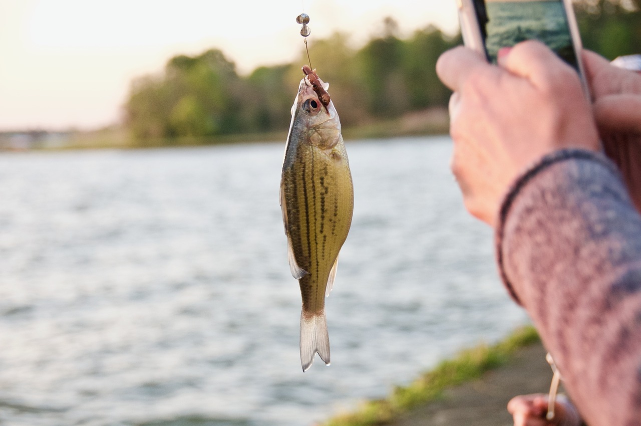 鳳尾魚怎樣分辨公母，鳳尾魚怎么分公母 魚糧魚藥 第2張