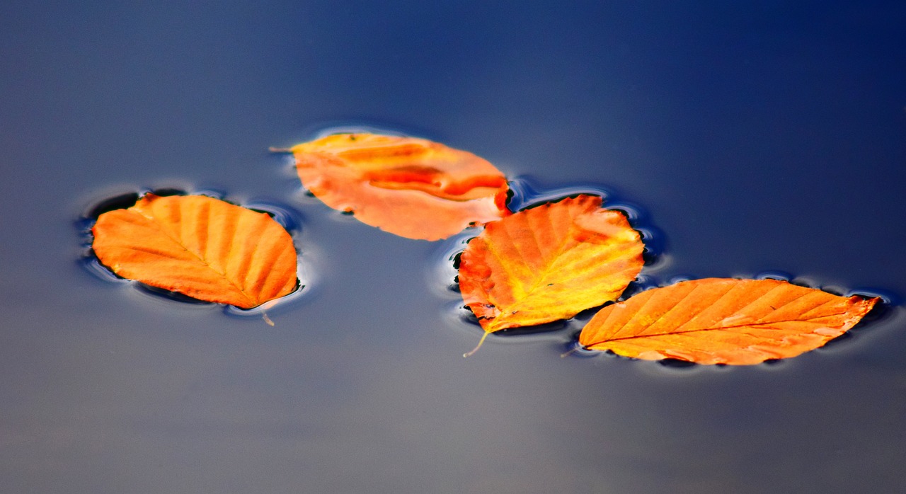 大型魚(yú)魚(yú)缸造景圖片大全集