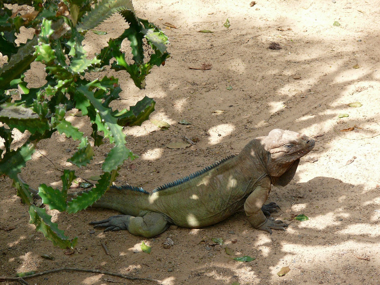 金龍魚(yú)這種魚(yú)（金龍魚(yú)是什么樣的魚(yú)） 馬拉莫寶石魚(yú)苗 第4張