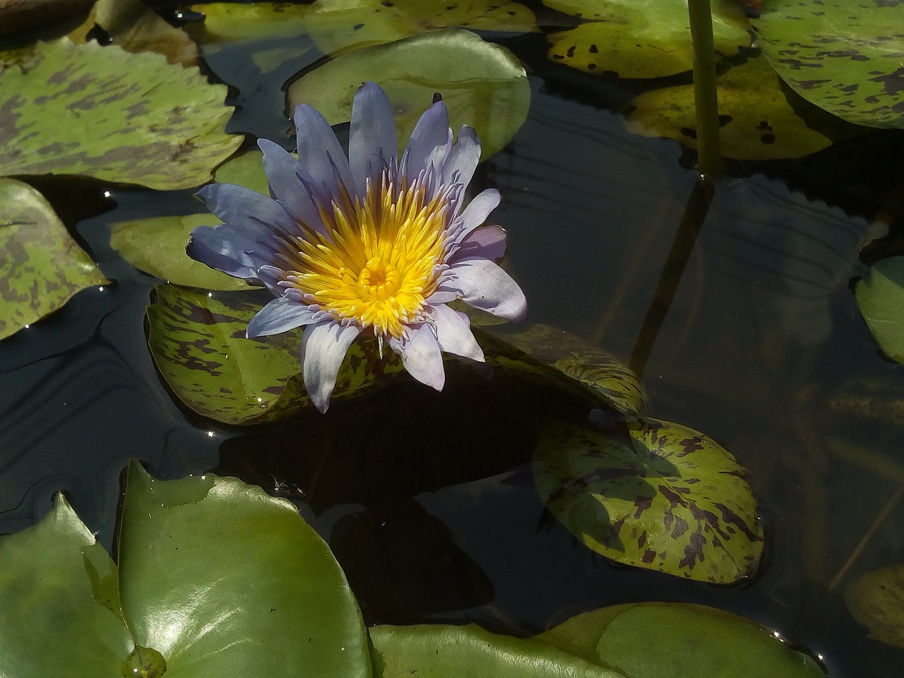 北京淼博森花卉城（北京淼博森花卉城營業(yè)時間） 全國水族館企業(yè)名錄 第4張