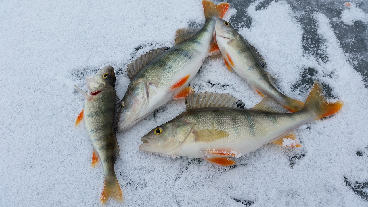 小羅漢魚(yú)價(jià)格是多少，羅漢魚(yú)的品種有哪些