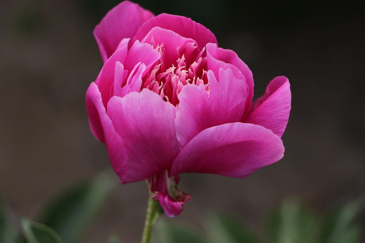 洛陽藝苑花卉交易市場(chǎng)有限公司（洛陽藝苑花卉交易市場(chǎng)有限公司招聘） 全國(guó)水族館企業(yè)名錄 第2張