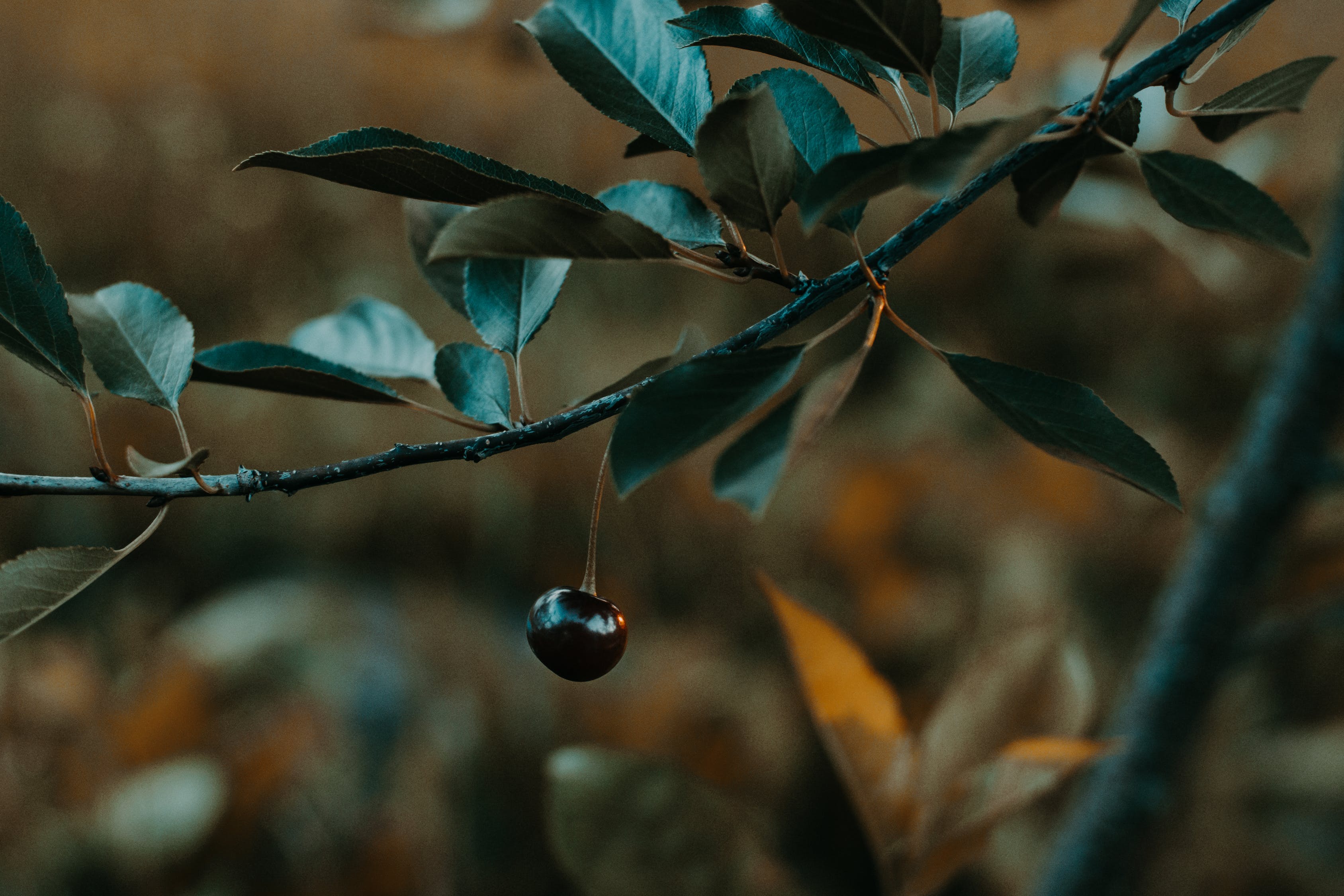 魚缸沉木怎么造景，魚缸造景教程初學者水草缸造景教程，三度空間水草造景教程 水草 第2張